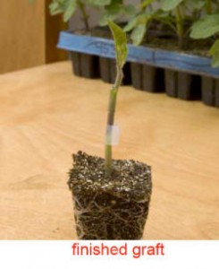 Grafted tomato plant