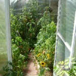 Greenhouse interior