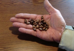 seeds