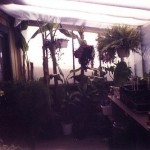 Patio is transformed into a greenhouse