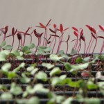 Red and green sprouts growing