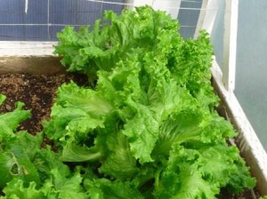 lettuceGreenhouse