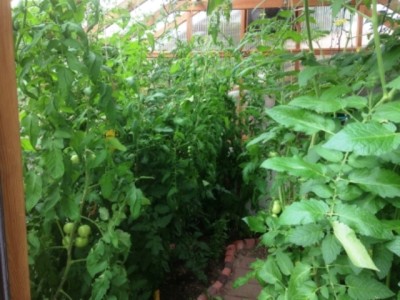 rafter tomatoes in short seasons