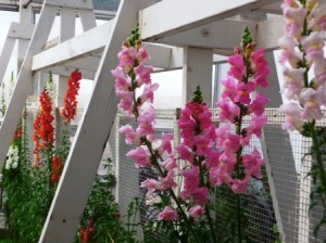 Greenhouse Snaps